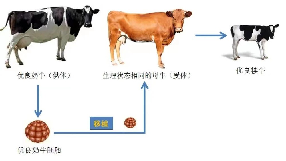 說(shuō)說(shuō)奶牛胚胎移植技術(shù)